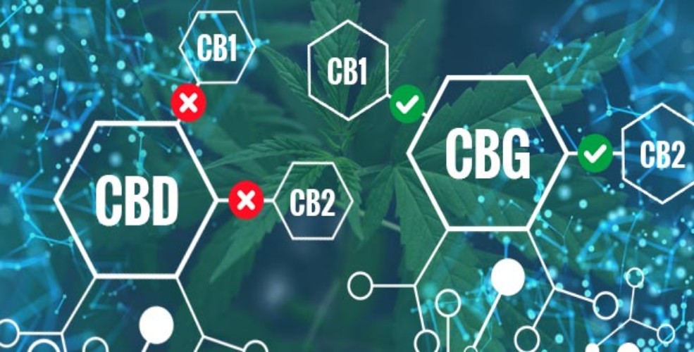 Can CBD And Cannabigerol (CBG) Create A Cannabinoid Powerhouse ...