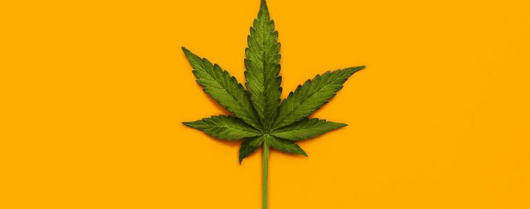 CbD vs Hemp oil