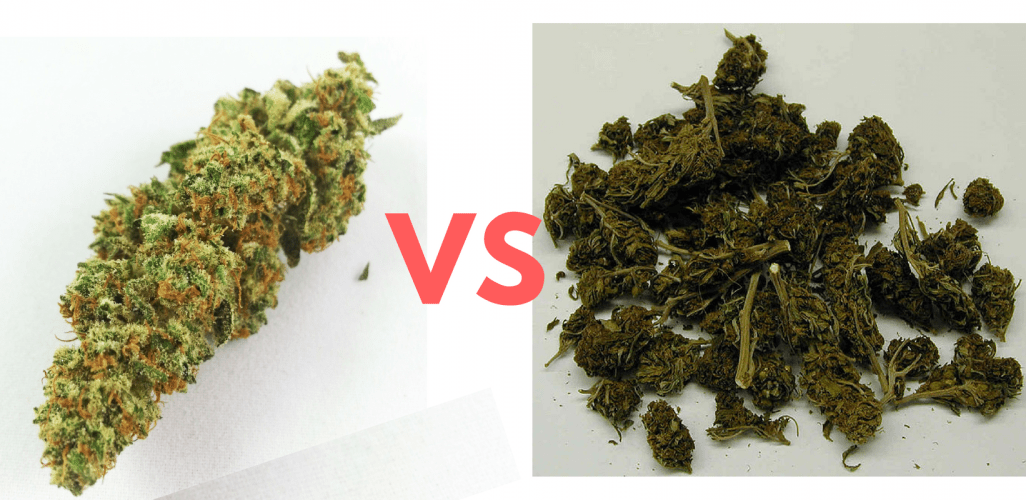 Good Weed Vs Bad Weed - How To Differentiate Between The Two