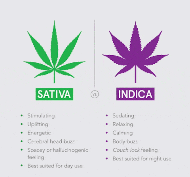 indica vs sativa vs hybrid indica vs sativa vs hybrid