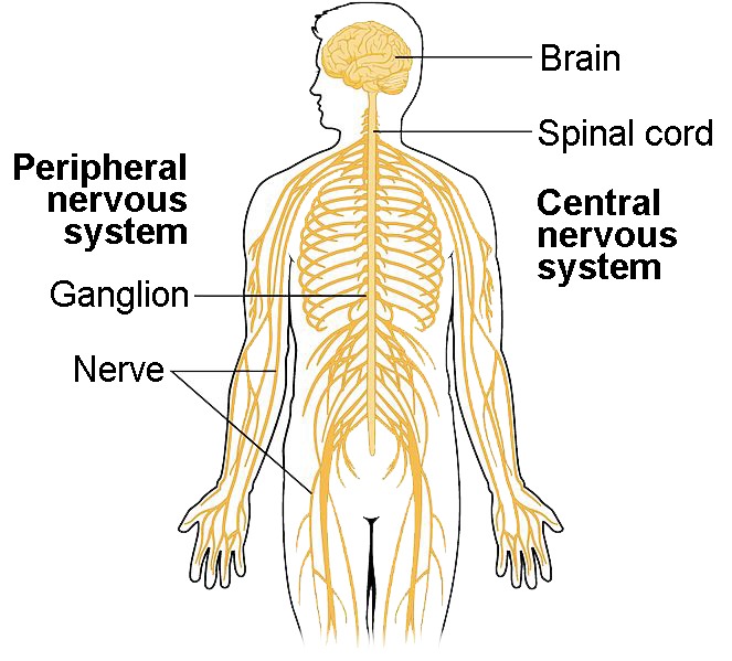 cannabis coconut oil relieves pain