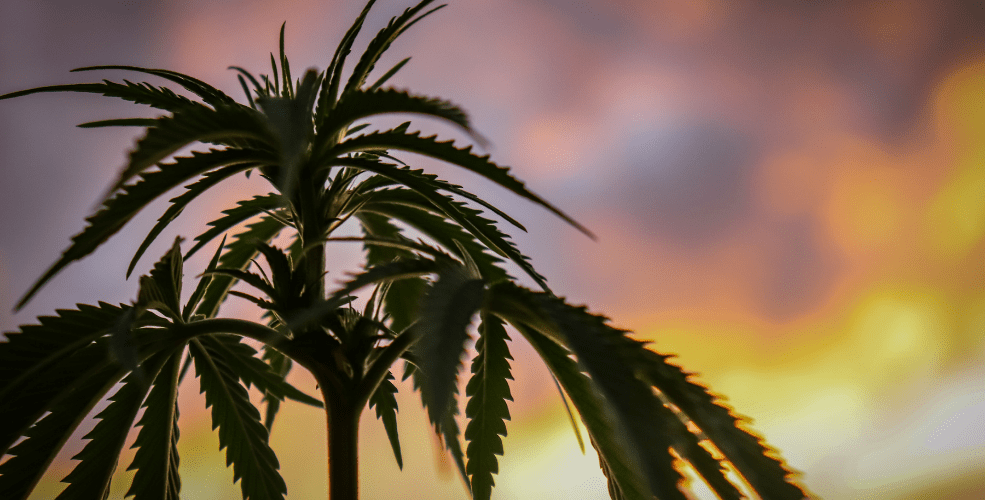 Best 420 Events In California (2022) - Cannabis Life Network