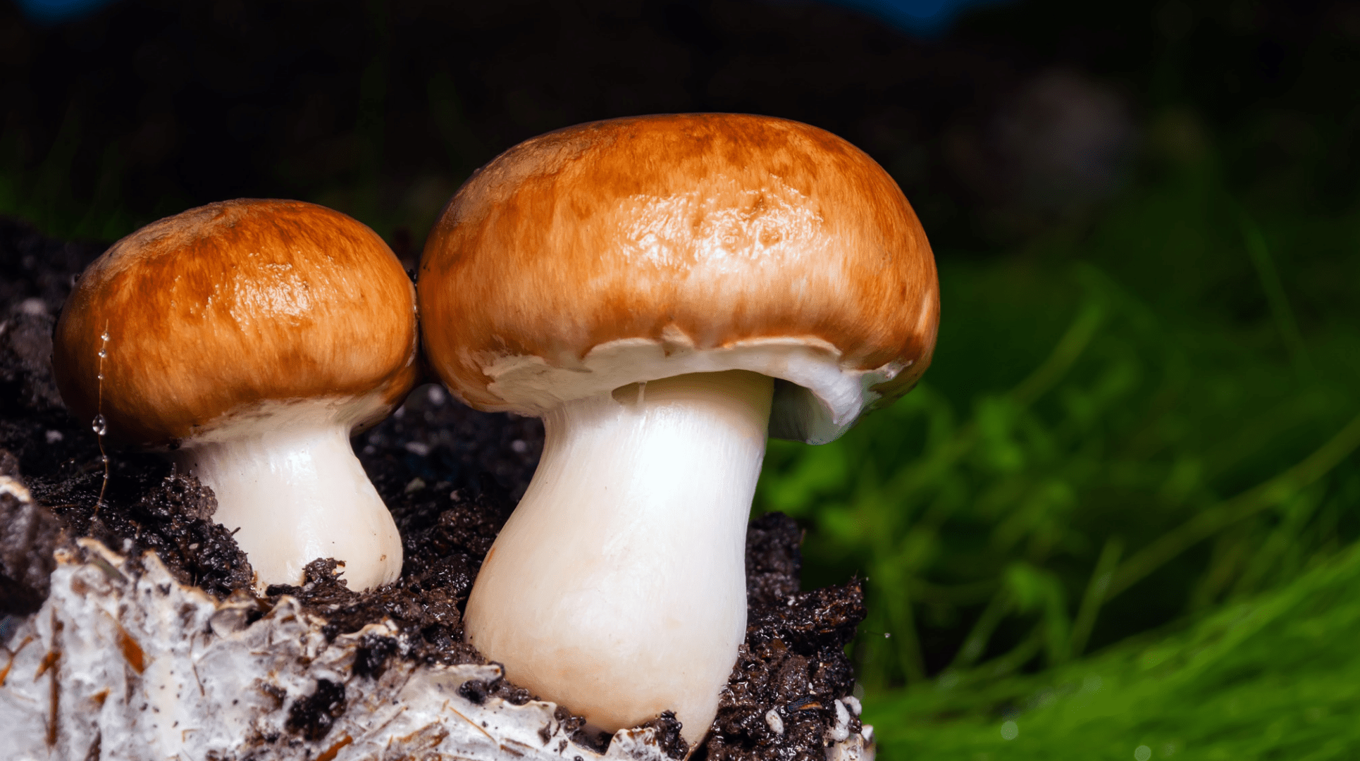 Mushrooms talk to each with language as complex as human speech
