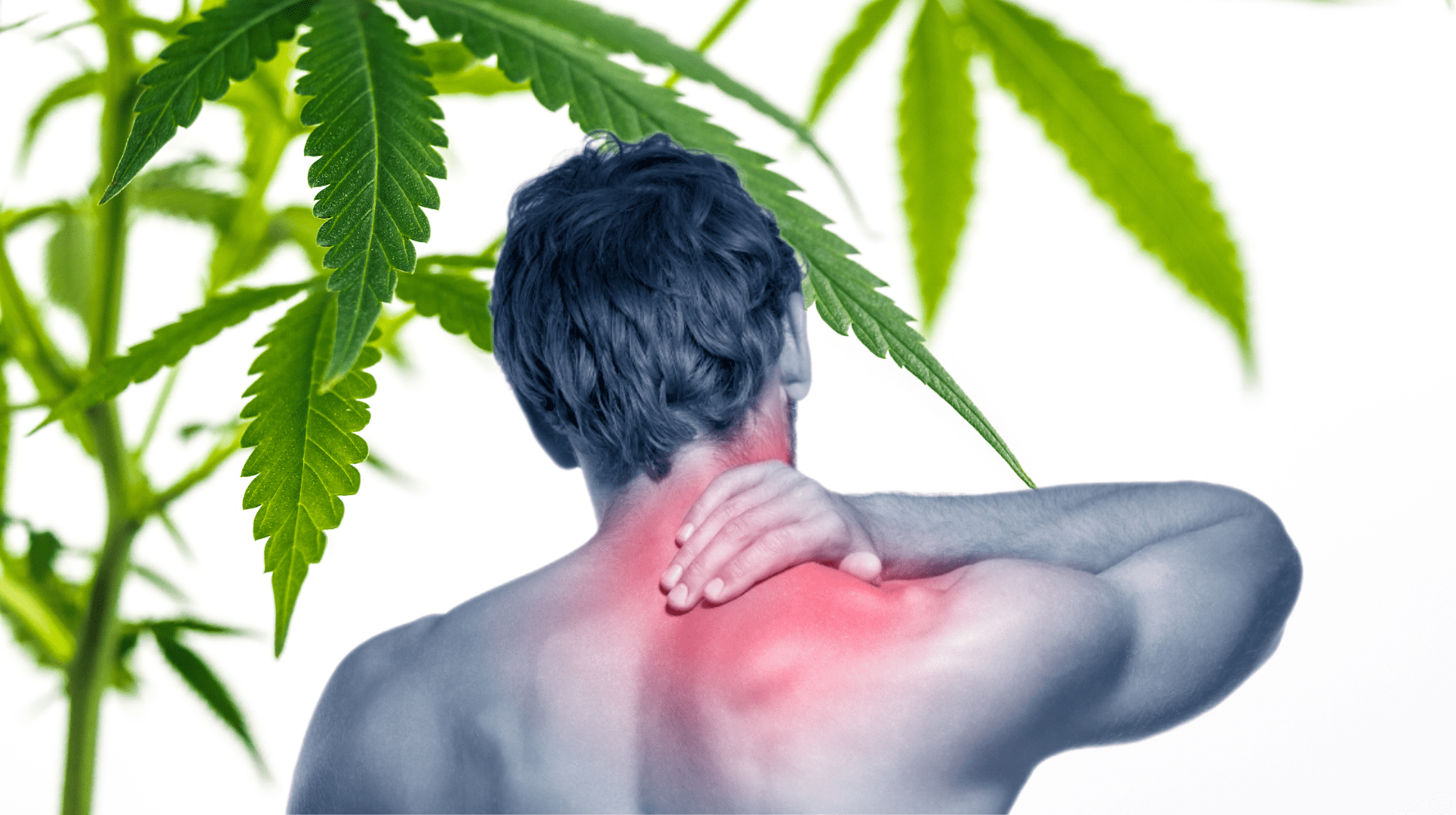 Better Pain Management With CBD According To Harvard Med