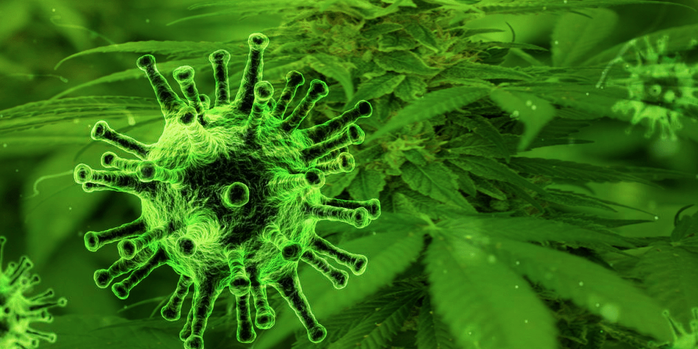 Cannabis As A Treatment For COVID 19 Cannabis Life Network